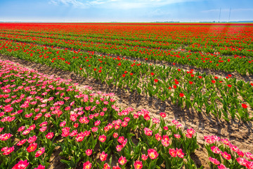 olorful Dutch pink tulips blooming in a flower field and a windmill