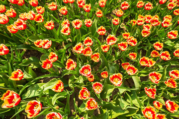 Dutch tulips struggle due to drought due to global warming and climate change