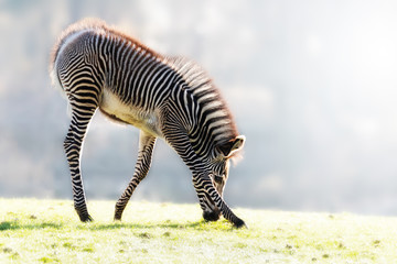 Zebra foal in early morning sunlight