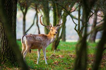 Fallow deer Dama Dama stag in Autumn