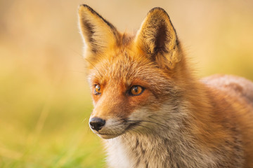 Wild red fox Vulpes Vulpes close-up