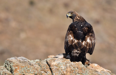 An adult royal eagle watches with its prey between the claws