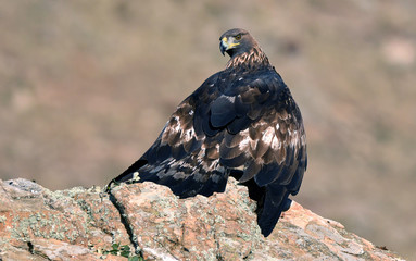 An adult royal eagle watches with its prey between the claws