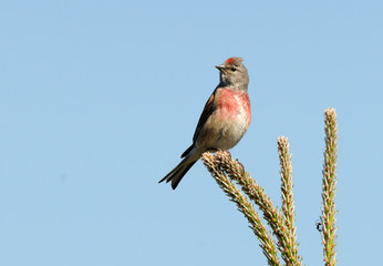 A Linnet watches from the branches of a pine