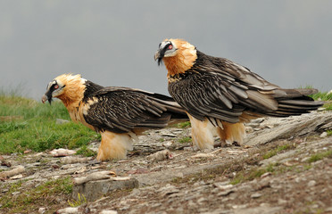 two adult bearded vultures in the Pyrenees