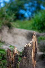 A piece of old log close-up. Green grass and blue sky on a blurred background. Summer, sunny day.
