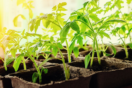 Growing Tomato Seedlings On The Windowsill In Peat Pots