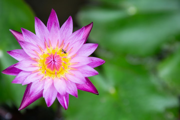 Obraz premium Lotus flower or water lily flower blooming with green leaves background in the pond at sunny summer or spring day. Nymphaea water lily.