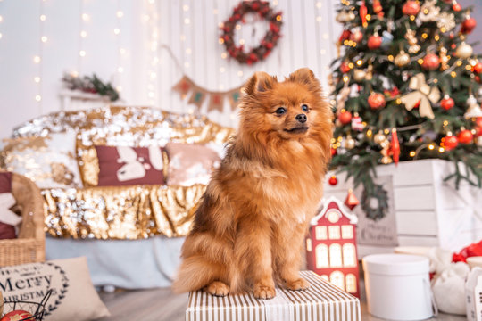 German Spitz Klein sits on a box with a gift near the Christmas tree. Animal themes