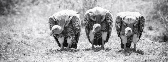 Vulture trio black and white banner