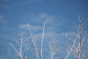 Blue sky tree