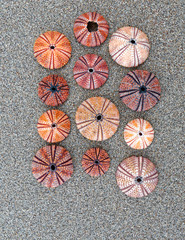 colorful sea urchins shells on wet sand beach top view