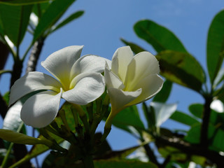 White flowers of Plumeria or Frangipani blossom on the tree close up