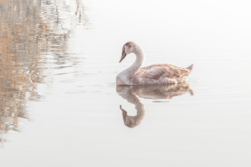 Swan, graceful bird on the water surface of the lake.
