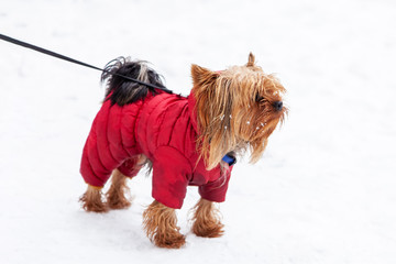 Yorkshire Terrier dog winter walk