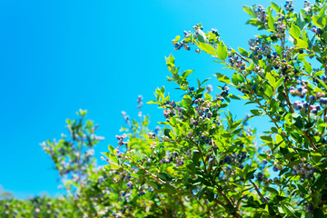 Blueberry plants against the sky background