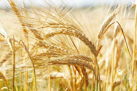Fototapeta Field of barley in a summer day