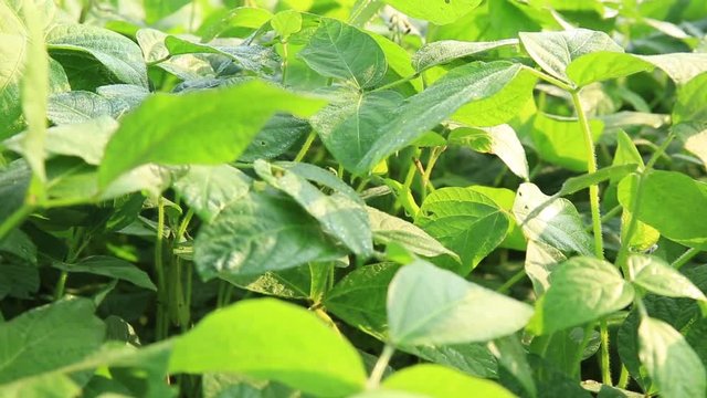 green soya bean plants in growth at field
