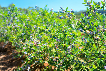 Blueberry harvest time begins