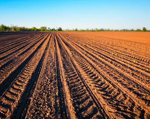 Preparing field for planting. Plowed soil  in spring time with blue sky.