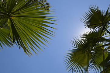 palm tree and blue sky