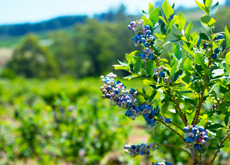 Blueberry plant closeup with a room for text