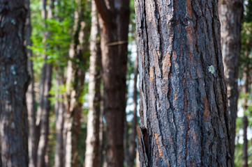 Close up Kesiya Pine tree soft light blur background, Pinus kesiya Royle ex Gordon