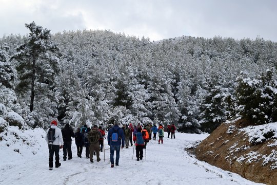  Hiking.Hiking winter.Snowy winter road. Beautiful winter landscape in the mountain forest.Group of people in the forest. Akcaova-Serefler -Cine. Turkey © Iryna