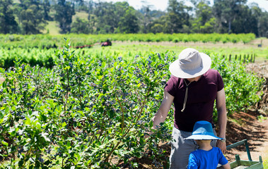Father and son picking blueberries