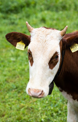 A cow in Lauterbrunnen, Switzerland