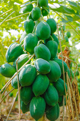 indian farming papaya field