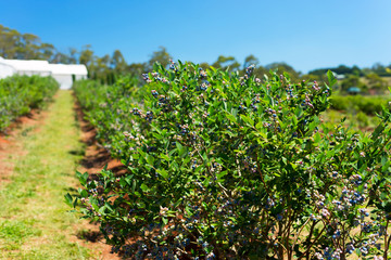 Fototapeta na wymiar Blueberry plants on the farm