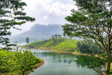 Fototapeta na wymiar Panorama of tea plantation, Sri Lanka