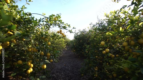 Walk In Between Lemon Tree Plantation Lemons Growing Hanging Walk In Between Lemon Tree Plantation Lemons Growing Hanging Branches With Ripe Beautiful Sunny Day Stock Footage And Royalty Free Videos On