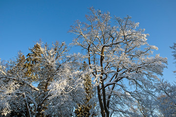 snowy trees against blue sky, Finland
