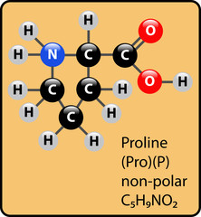 Proline Amino Acid Molecule Ball and Stick Structure