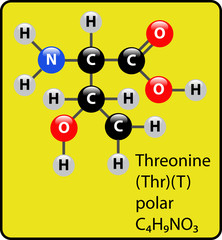 Threonine Amino Acid Molecule Ball and Stick Structure