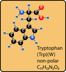 Tryptophan Amino Acid Molecule Ball and Stick Structure