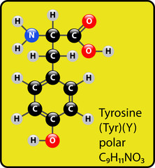 Tyrosine Amino Acid Molecule Ball and Stick Structure