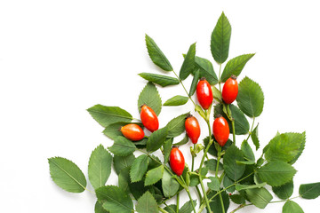 Medicinal plants and herbs composition: Dog rose, bunch branch Rosehips, Different types Rosa canina hips on white 