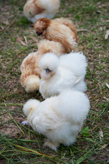 Cute Chicken Walk On Glass.