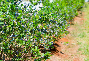 Blueberry row on the farm