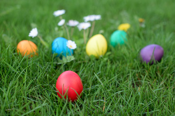 Fototapeta na wymiar Easter red egg in a grass