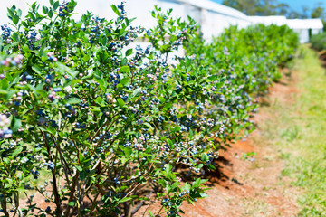 Fototapeta na wymiar Blueberries planted in the row