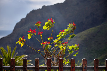 Red flowers bloom in the mountains.