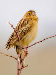 Wild bird on a twig on a soft background