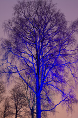 Fototapeta na wymiar tree at night colored with searchlight beam
