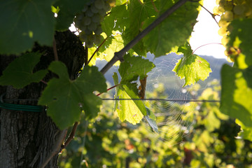 Summer in vineyard