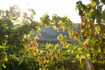 Summer in vineyard