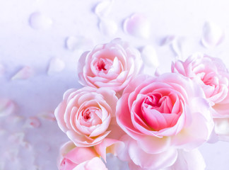 Fototapeta na wymiar Pink roses isolated on white background in blue tone. Perfect for background greeting cards and invitations of the wedding, birthday, Valentine's Day, Mother's Day.